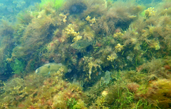 Meuschenia hippocrepis