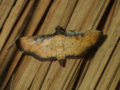 Nacoleia