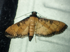 Nacoleia