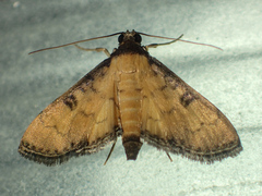 Nacoleia