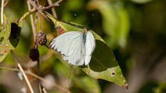 Ascia monuste monuste