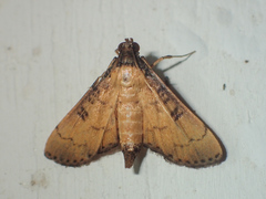 Nacoleia