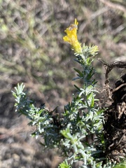 Ericameria pinifolia