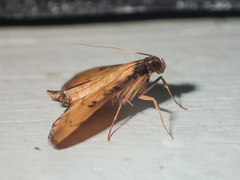 Nacoleia