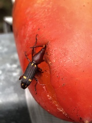 Brentinae