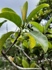 Bobea elatior