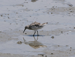 Calidris tenuirostris