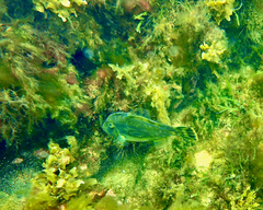 Meuschenia hippocrepis