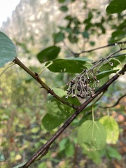 Ceanothus sanguineus