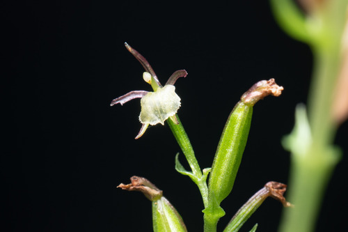 Acianthus heptadactylus