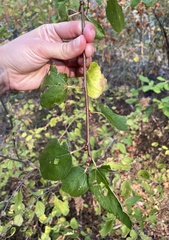 Ceanothus sanguineus