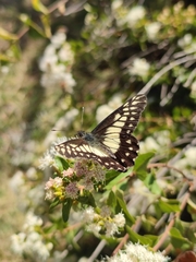 Catasticta nimbice
