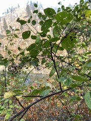 Ceanothus sanguineus