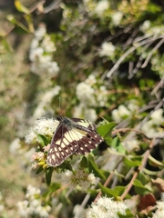 Catasticta nimbice
