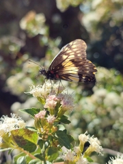 Catasticta nimbice