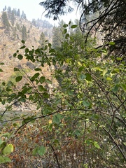 Ceanothus sanguineus
