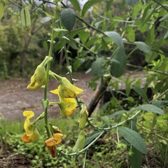 Crotalaria spectabilis
