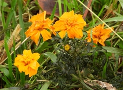 Tagetes erecta