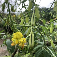 Crotalaria spectabilis