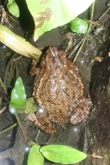 Ingerophrynus biporcatus