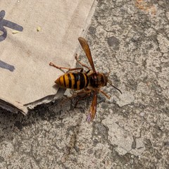 Vespa simillima simillima