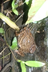Ingerophrynus biporcatus