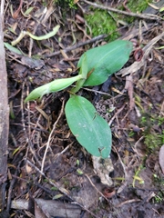Chiloglottis cornuta