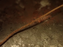 Rhizomarasmius setosus