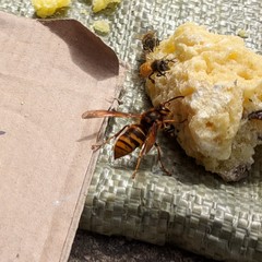 Vespa simillima simillima