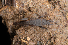 Microcanachus