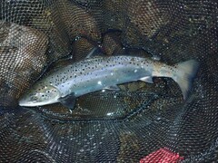 Salmo salar