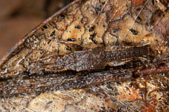 Microcanachus