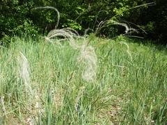 Stipa borysthenica