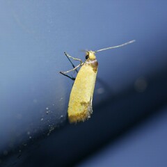 Microbela epicona