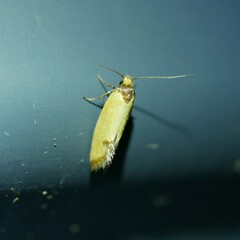 Microbela epicona