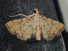Nacoleia