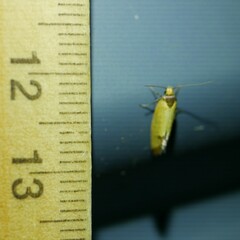 Microbela epicona