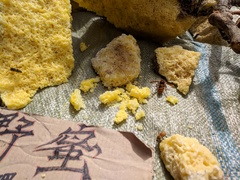 Vespa simillima simillima