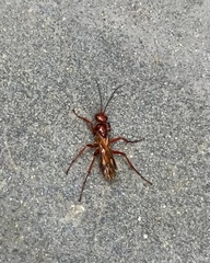 Sphictostethus nitidus