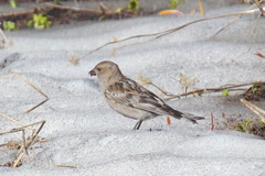 Leucosticte nemoricola