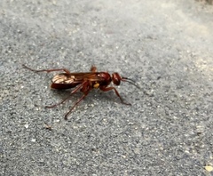 Sphictostethus nitidus