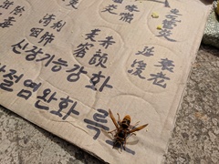 Vespa simillima simillima