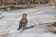 Leucosticte nemoricola