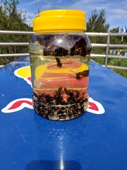 Vespa simillima simillima