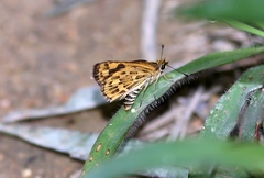 Taractrocera ceramas