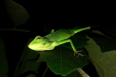 Bronchocela jubata