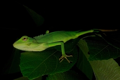 Bronchocela jubata