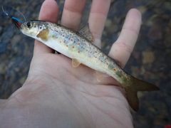 Salmo salar