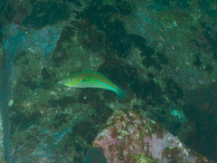 Stethojulis interrupta