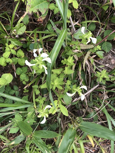 Pedicularis yezoensis iNat (1)